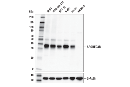 APOBEC3B (E9A2G) Rabbit mAb