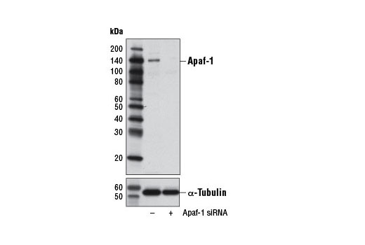 Apaf-1 (D5C3) Rabbit mAb