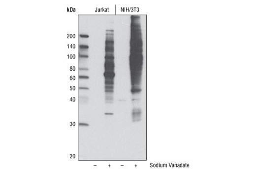 Phospho-Tyrosine Mouse mAb (P-Tyr-100) (HRP Conjugate)