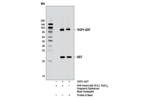 Anti-mouse IgG (H+L) F(ab')<sub>2</sub> Fragment (Sepharose Bead Conjugate)
