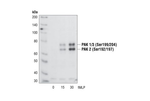 Phospho-PAK1 (Ser199/204)/PAK2 (Ser192/197) Antibody