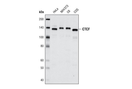 CTCF (D31H2) XP Rabbit mAb