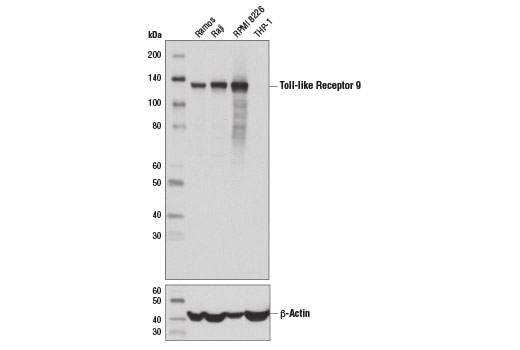 Toll-like Receptor 9 (D9M9H) XP Rabbit mAb