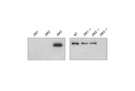 JNK3 (55A8) Rabbit mAb