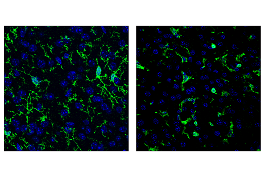 F4/80 (BM8.1) Rat mAb