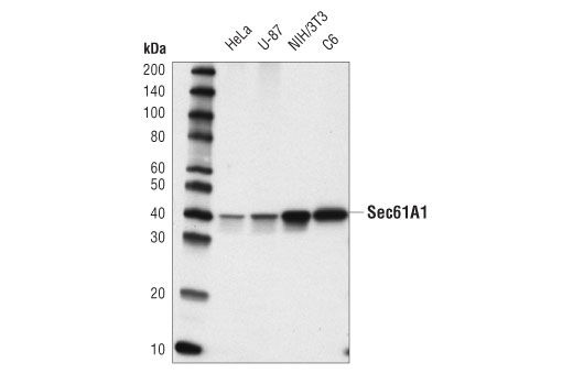 Sec61A1 (D4K2Z) Rabbit mAb