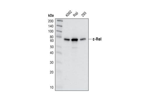 c-Rel Antibody
