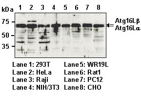 Anti-Atg16L pAb
