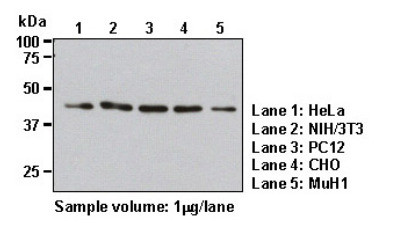 Anti-β-Actin pAb