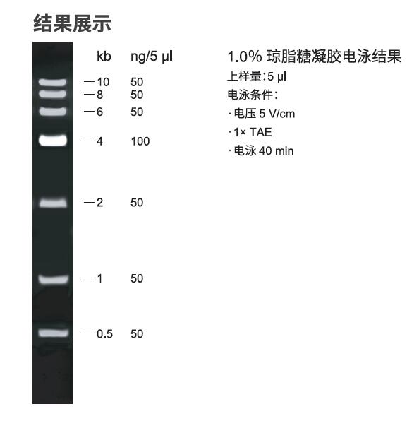 6kb  Plus DNA分子量标准