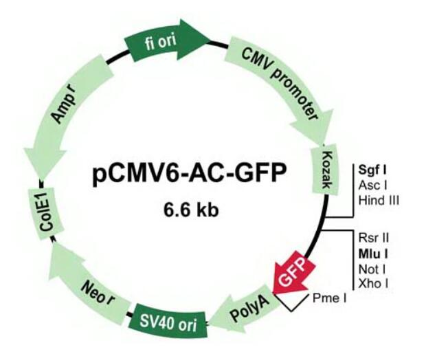 PrecisionShuttle mammalian vector with C-terminal tGFP tag
