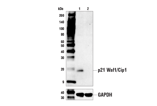 p21 Waf1/Cip1 (E2R7A) Rabbit Monoclonal Antibody