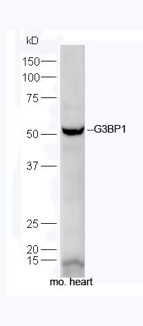 Ras GTP酶活化蛋白结合蛋白1抗体