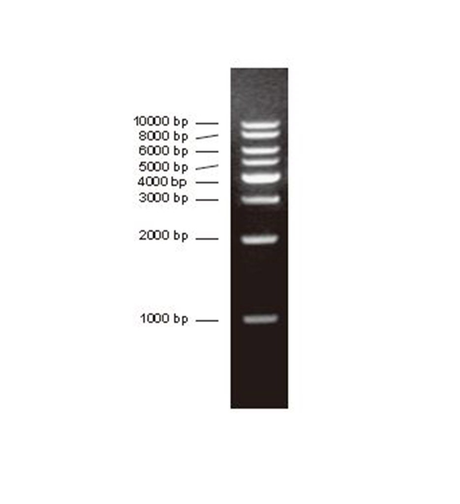DNA分子量标准 (1000bp)