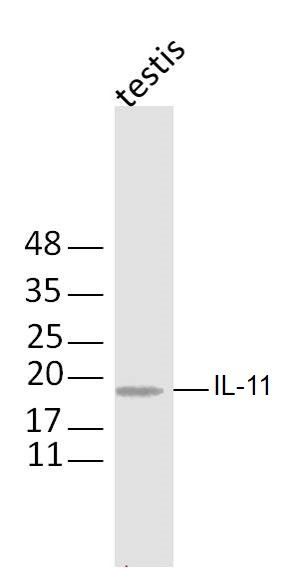 白介素11抗体