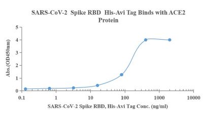 重组SARS冠状病毒2 Spike RBD 蛋白