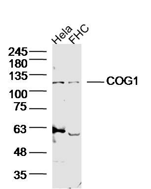 COG1蛋白抗体