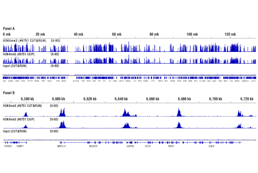 Concanavalin A Magnetic Beads and Activation Buffer