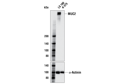 MUC2 (CCP58) Mouse mAb
