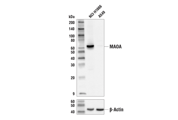 MAOA (E2H1G) XP Rabbit mAb