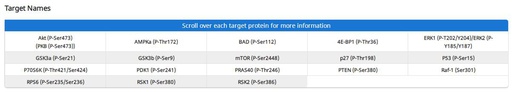 [009.AAH-AKT-1-4] Human/Mouse AKT Pathway Phosphorylation Array C1 [4 Sample Kit]