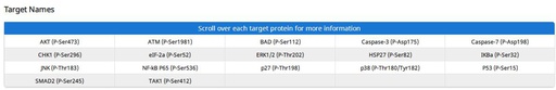 [009.AAM-APOSIG-1-8] Mouse Apoptosis Signaling Pathway Array C1 [8 Sample Kit]