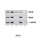 SimpleChIP Enzymatic Chromatin IP Kit (Magnetic Beads)