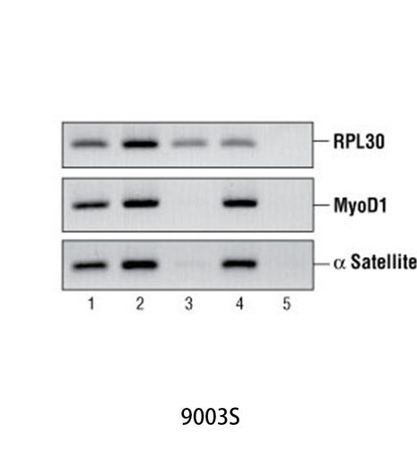 [003.9003S] SimpleChIP Enzymatic Chromatin IP Kit (Magnetic Beads) [1Kit]