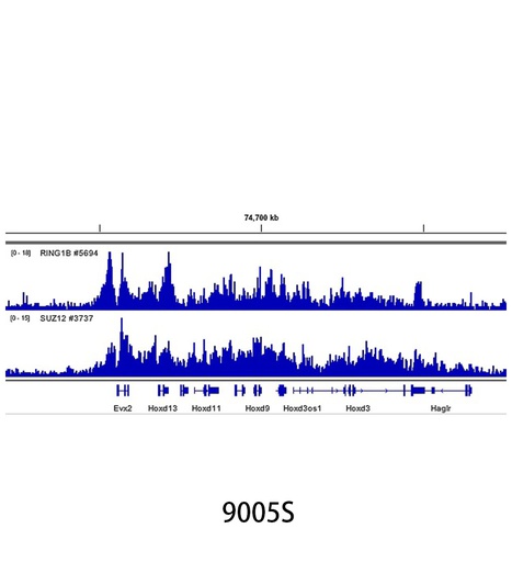 [003.9005S] SimpleChIP Plus Enzymatic Chromatin IP Kit (Magnetic Beads) [1Kit]