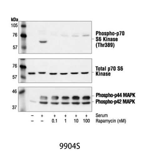 [003.9904S] Rapamycin [10nmol]