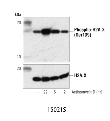 [003.15021S] Actinomycin D [5mg]