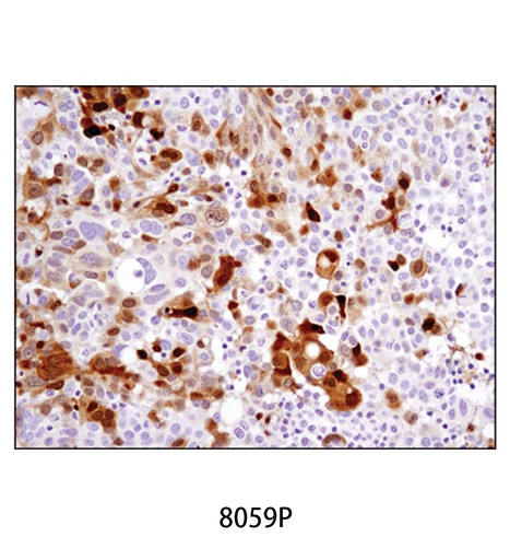 [003.8059P] SignalStain DAB Substrate Kit [1Kit]