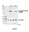 Phospho-NF-κB p65 (Ser536) (93H1) Rabbit mAb