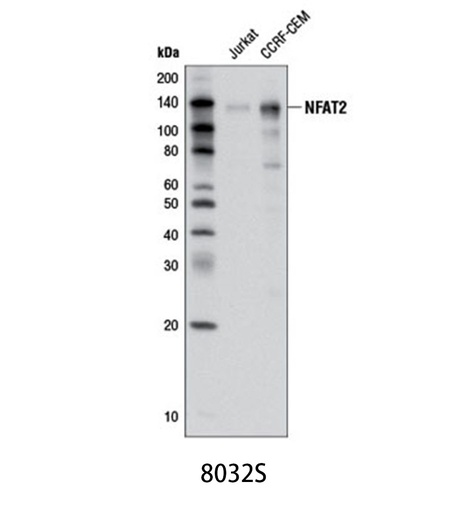[003.4370S] Phospho-p44/42 MAPK (Erk1/2) (Thr202/Tyr204) (D13.14.4E) XP Rabbit mAb [200ul]