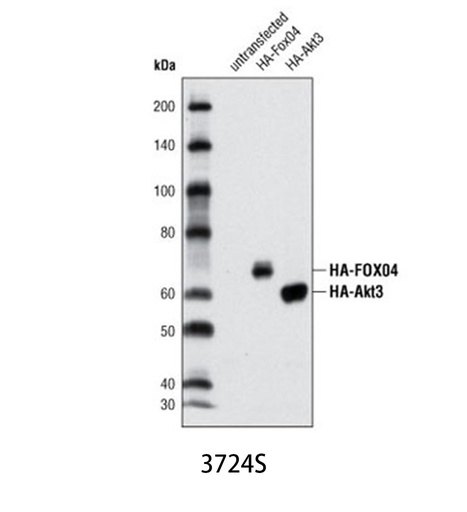 [003.3724S] HA-Tag (C29F4) Rabbit mAb [100ul]