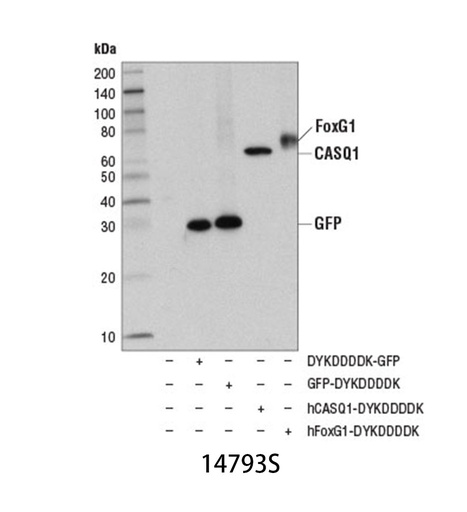 [003.14793S] DYKDDDDK Tag (D6W5B) Rabbit mAb (Binds to same epitope as Sigma's Anti-FLAG M2 Antibody) [100ul]