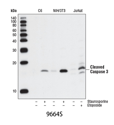 [003.9664S] Cleaved Caspase-3 (Asp175) (5A1E) Rabbit mAb [100ul]