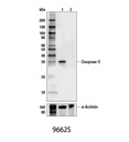 Caspase-3 Antibody