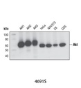 Akt (pan) (C67E7) Rabbit mAb