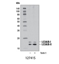 LC3A/B (D3U4C) XP Rabbit mAb