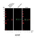 Phospho-p44/42 MAPK (Erk1/2) (Thr202/Tyr204) (D13.14.4E) XP Rabbit mAb