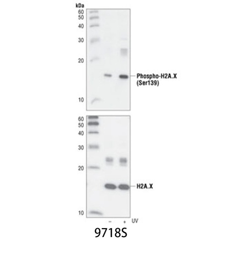 [003.9718S] Phospho-Histone H2A.X (Ser139) (20E3) Rabbit mAb [100ul]