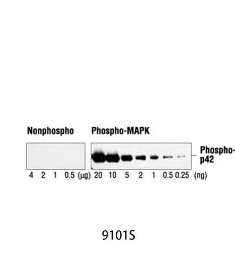 [003.9101S] Phospho-p44/42 MAPK (Erk1/2) (Thr202/Tyr204) Antibody [200ul]