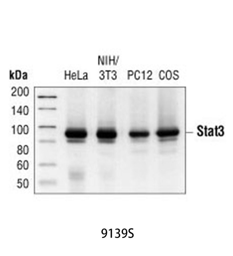 [003.9139S] Stat3 (124H6) Mouse mAb [100ul]