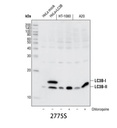 LC3B Antibody