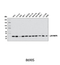 p38 MAPK (D13E1) XP Rabbit mAb