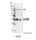 p44/42 MAPK (Erk1/2) Antibody