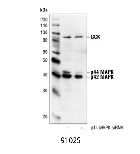 [003.9102S] p44/42 MAPK (Erk1/2) Antibody [200ul]