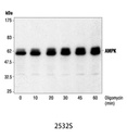 AMPKα Antibody