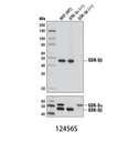 GSK-3β (D5C5Z) XP Rabbit mAb